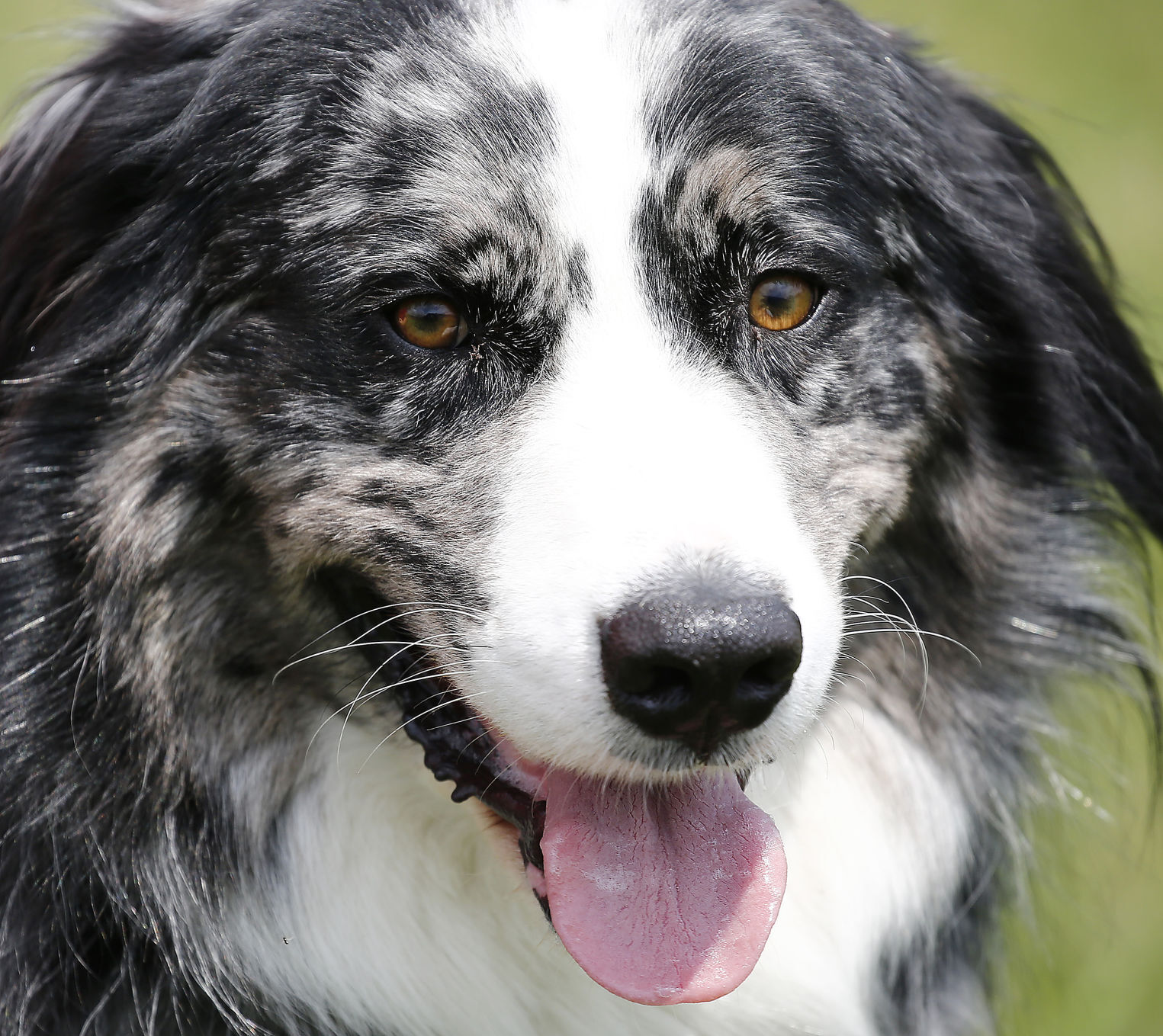 Sioux City Animal Adoption And Rescue Center